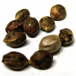 Семена марихуаны АК-47  (Seeds AK-47) в Игарке